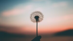 Peace Photo by Aleksandr Ledogorov on Unsplash