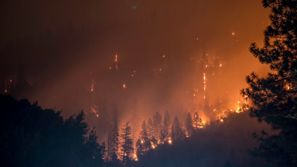 Burning Forests Photo by Matt Howard on Unsplash