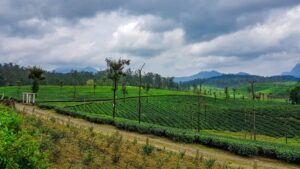 Photo by Sreehari Devadas on Unsplash